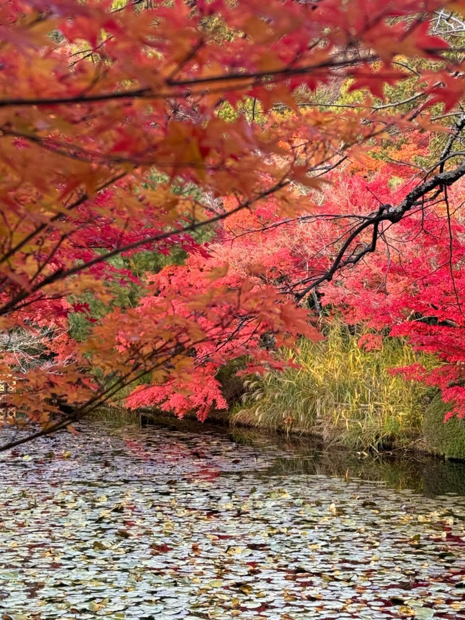 Вілла 京町家-椿庵kyomachiya-Tsubakian Кіото Екстер'єр фото